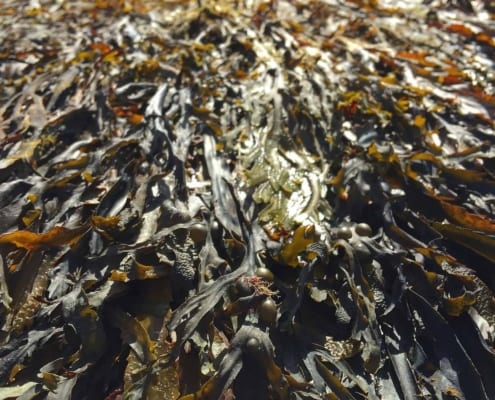Image showing seaweed which is efficient for Carbon sequestration